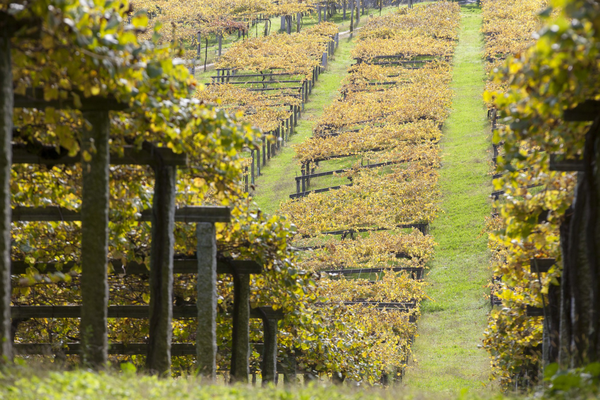 D O Rias Baixas Oto Vineyards